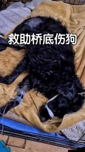 人狗被困 6 小时：情况紧急还是有惊无险？